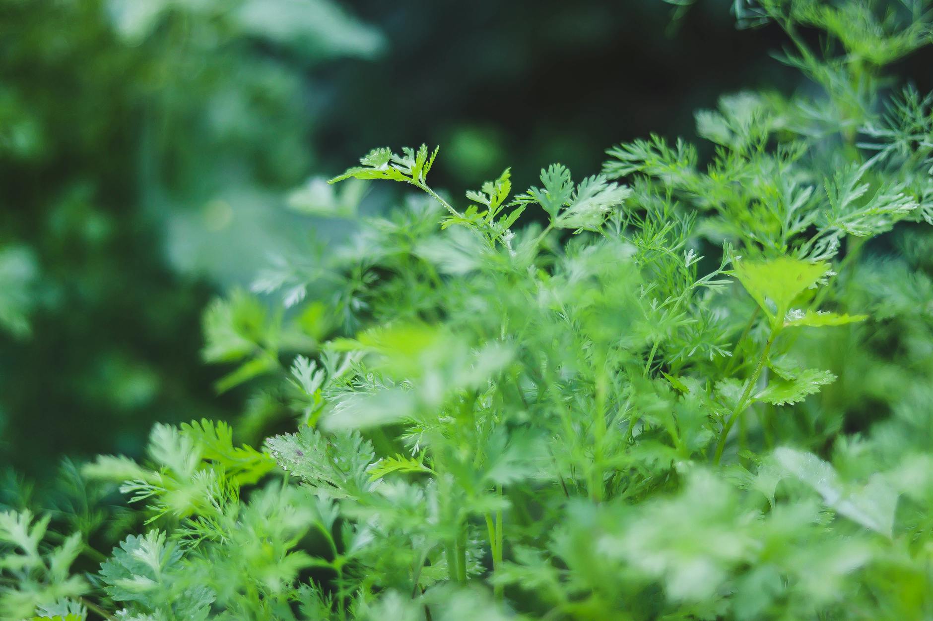 Frisch geerntete Kräuter aus dem eigenen Garten