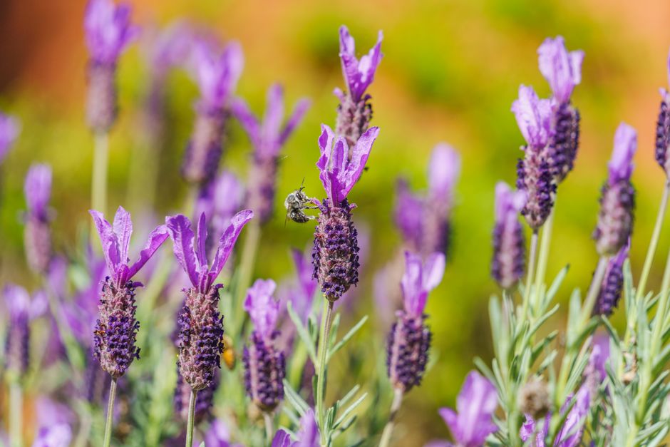 Lavendel in voller Blüte mit violetten Ähren auf einem Feld