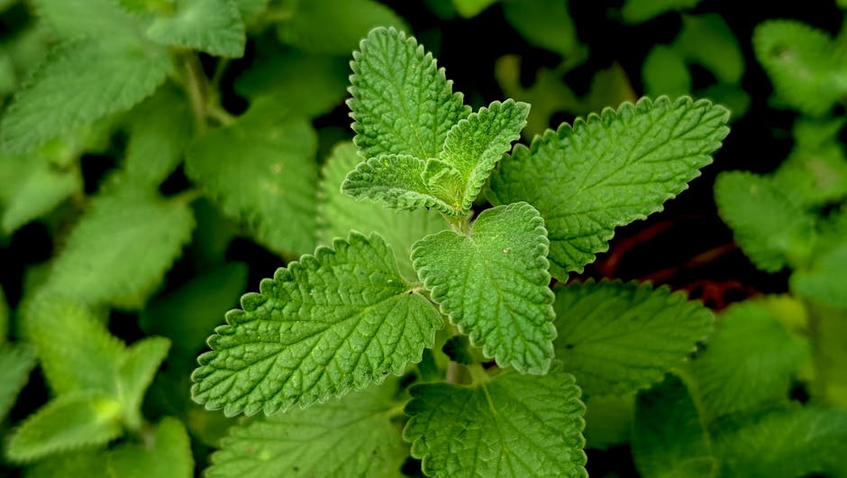 Frische Pfefferminze mit leuchtend grünen Blättern
