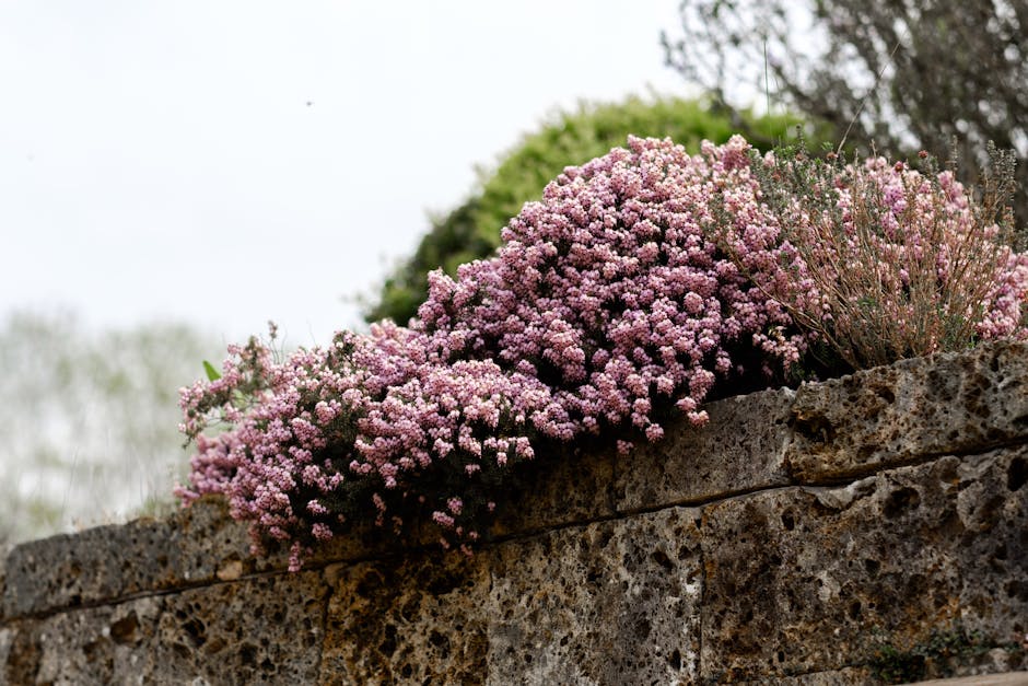 Thymian-Pflanze mit kleinen lila Blüten im Gartenbeet
